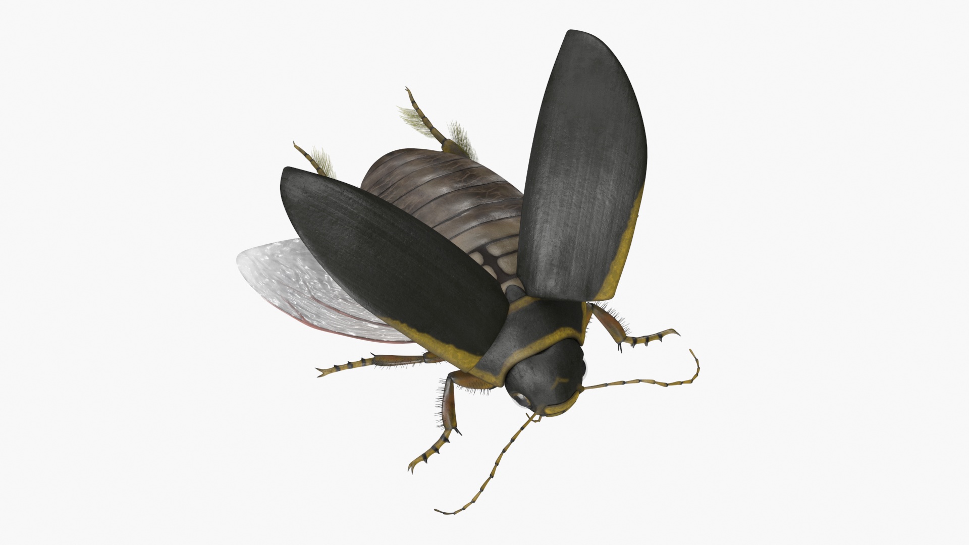 3D Hygrobia Beetle Brown Flying model