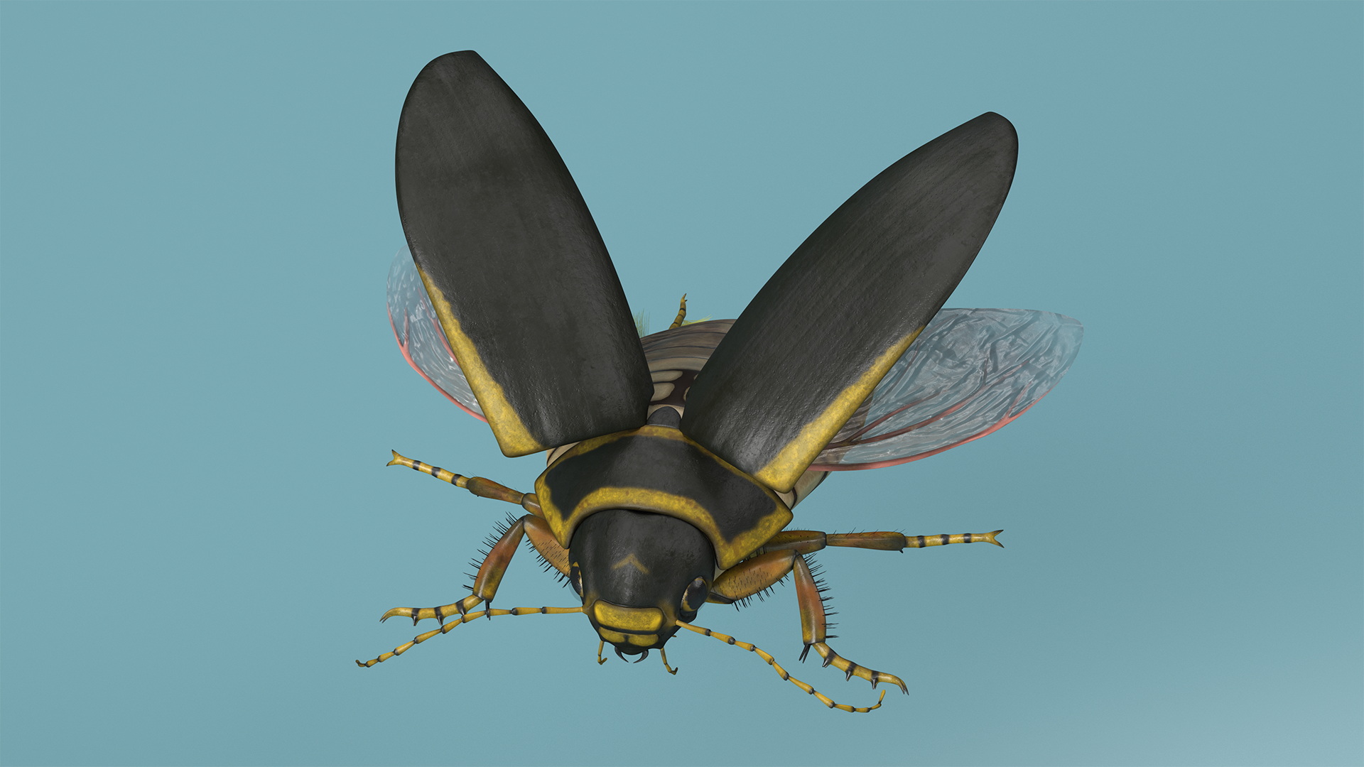 3D Hygrobia Beetle Brown Flying model