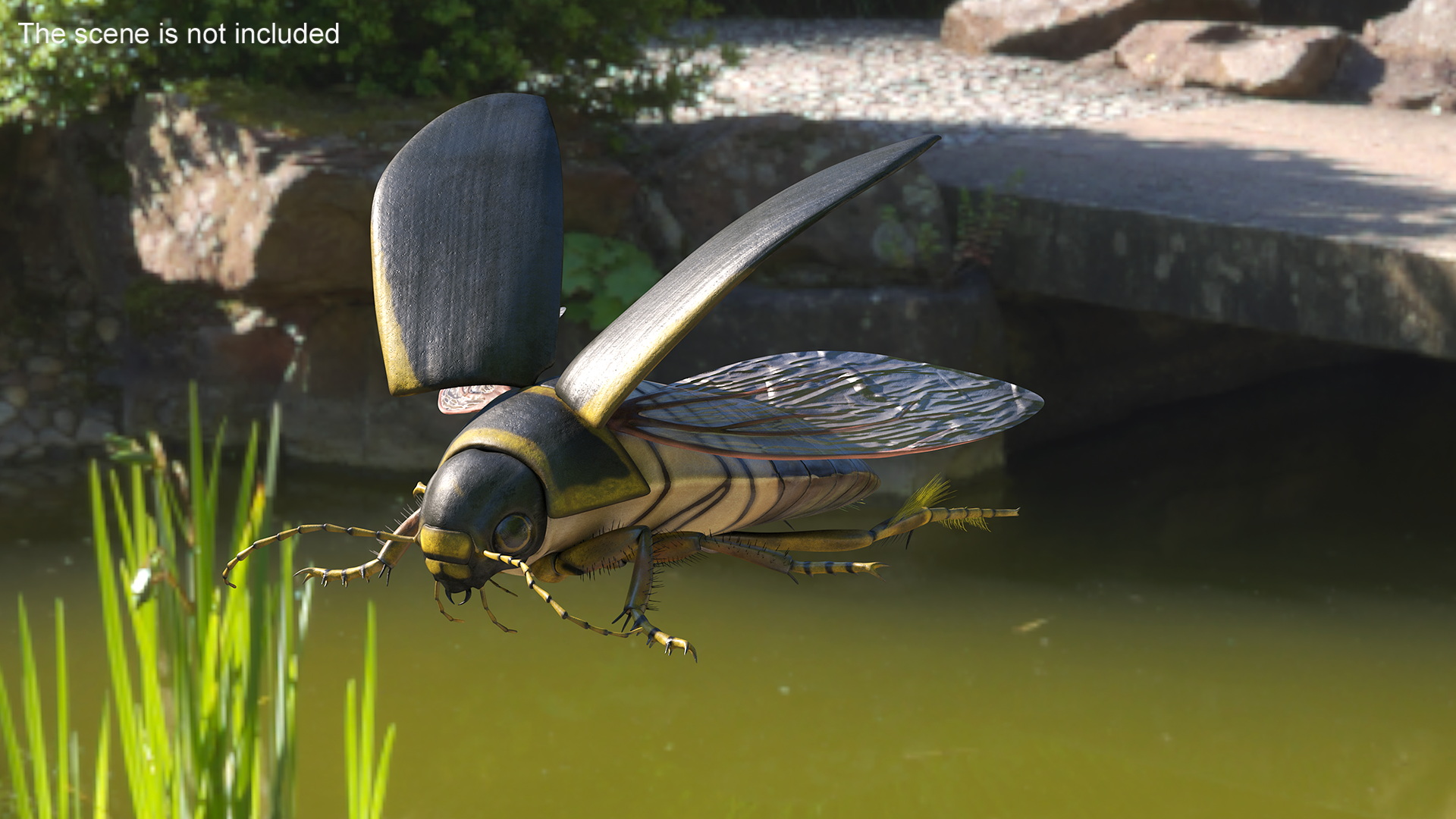 3D Hygrobia Beetle Brown Flying model