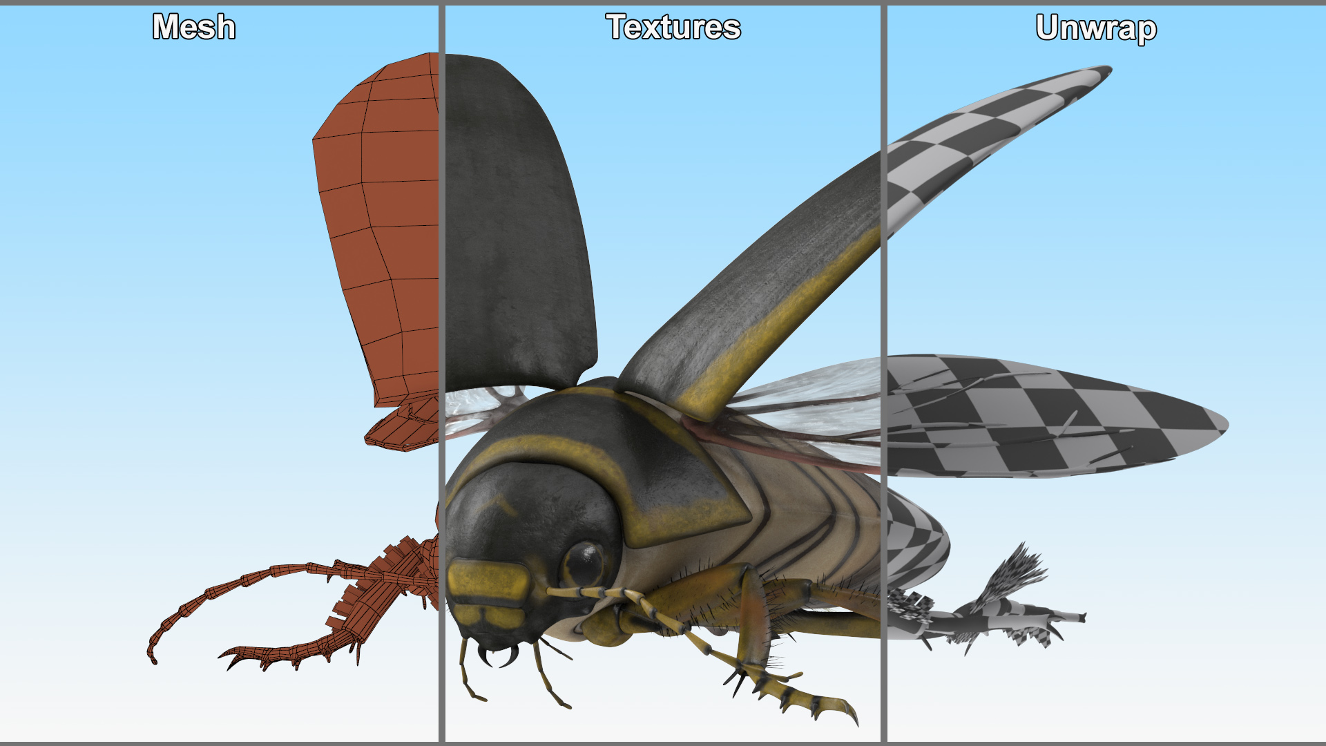 3D Hygrobia Beetle Brown Flying model