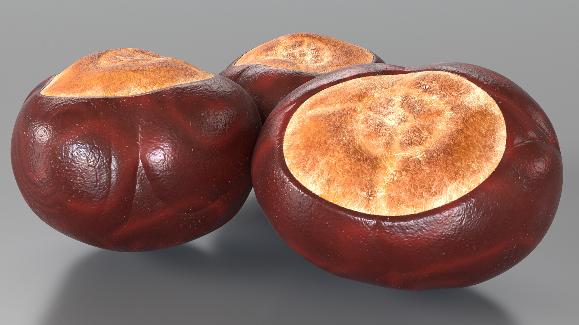 3D Chestnut Seed model