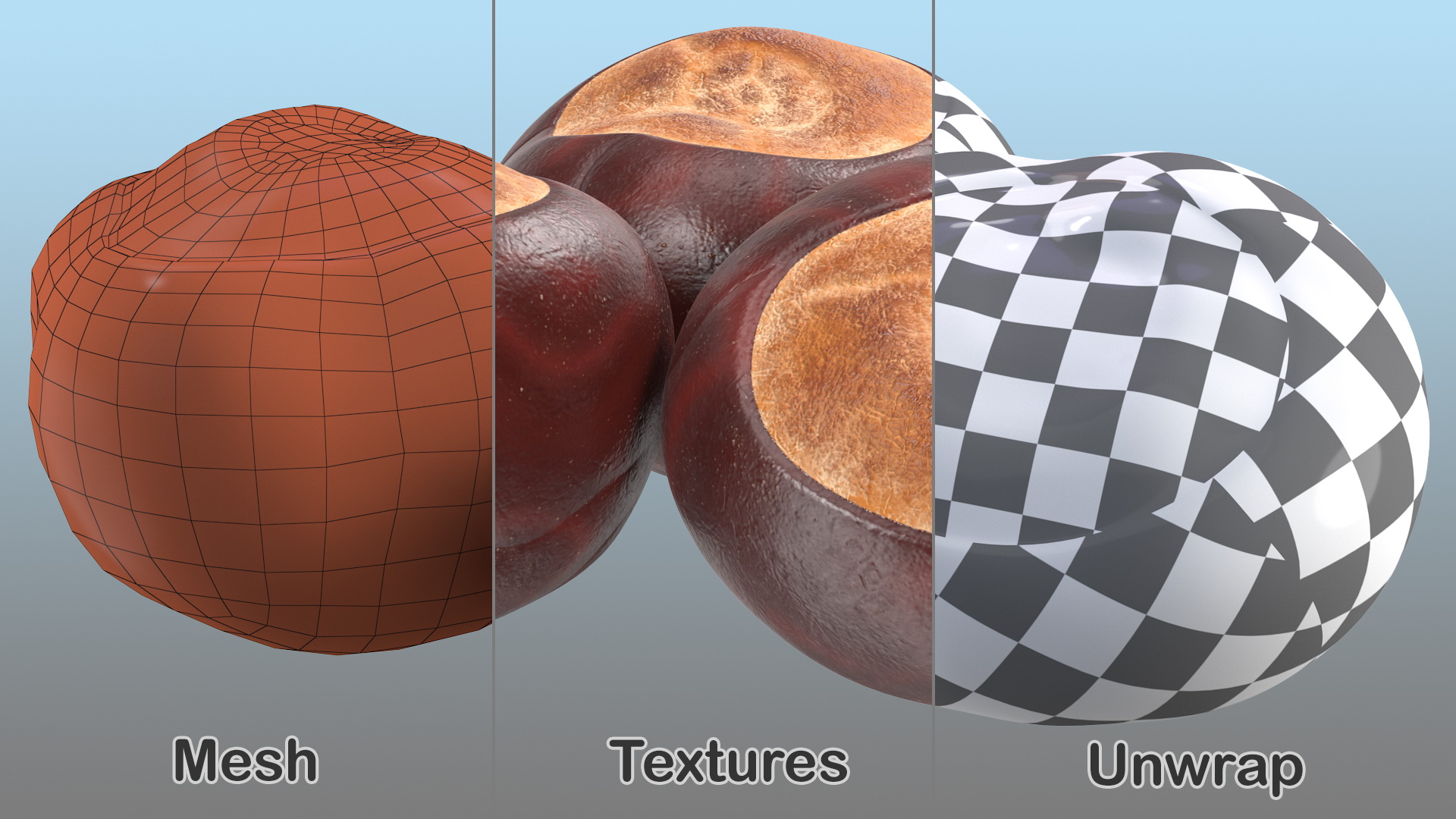 3D Chestnut Seed model