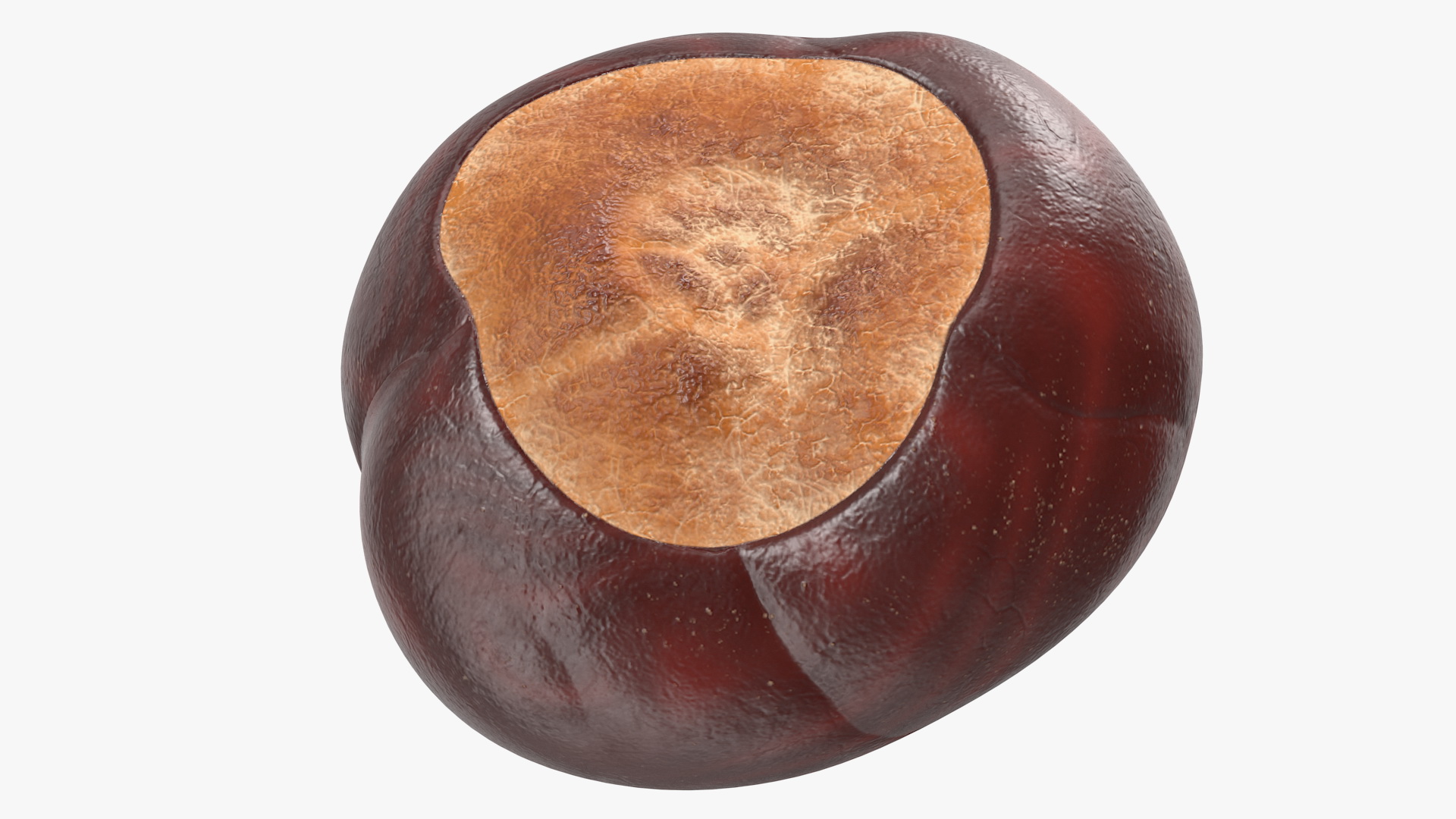 3D Chestnut Seed model