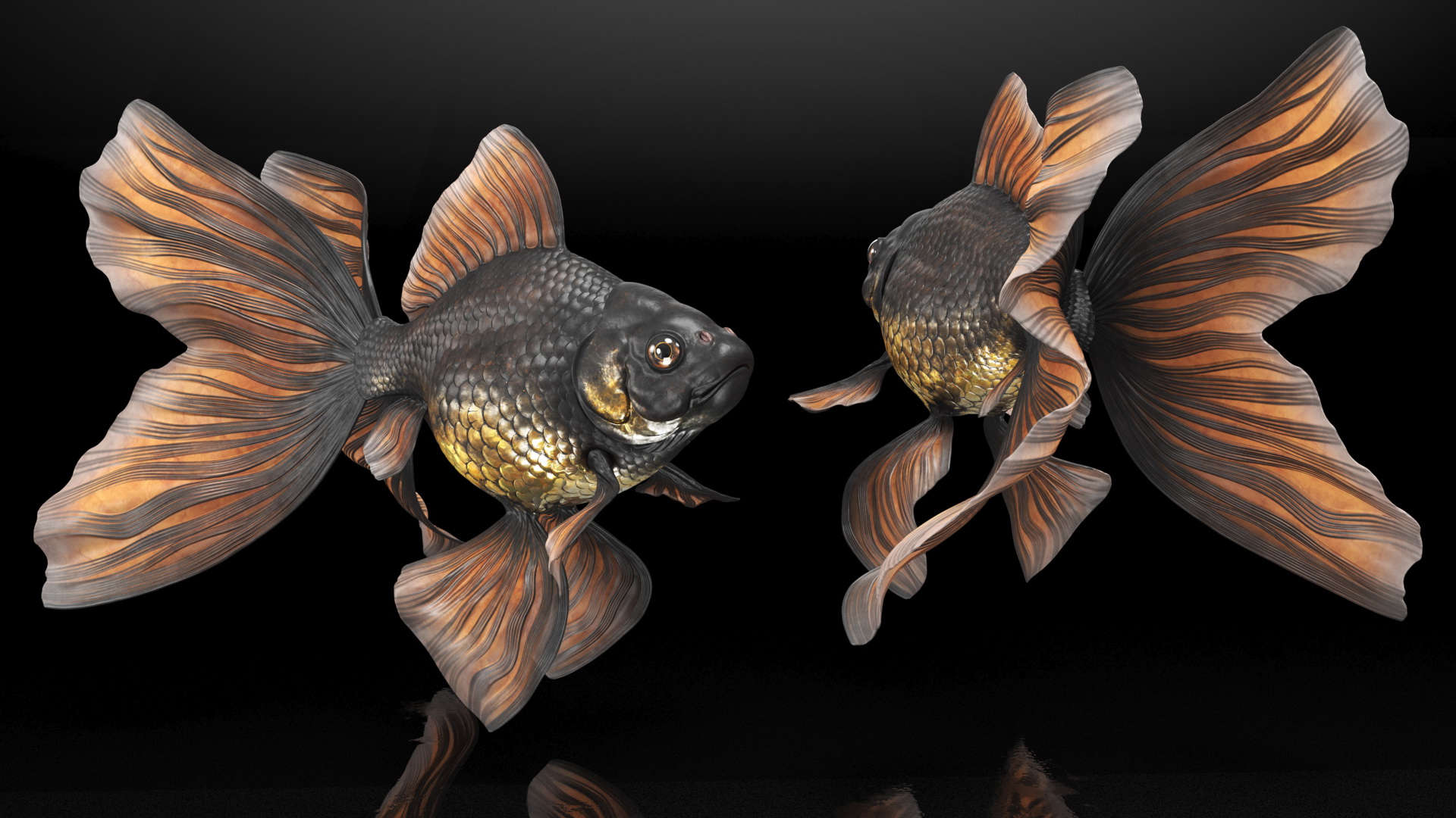 3D Black Moor Goldfish Swimming Pose model