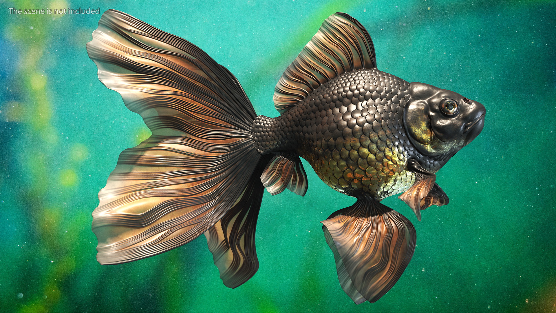 3D Black Moor Goldfish Swimming Pose model