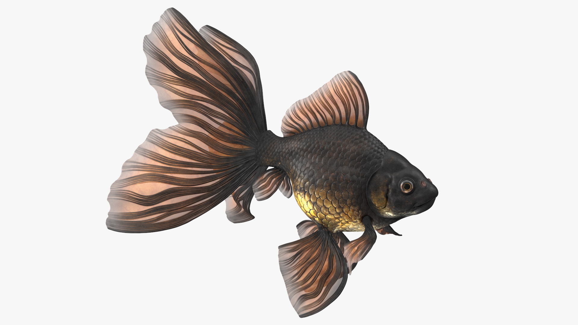 3D Black Moor Goldfish Swimming Pose model