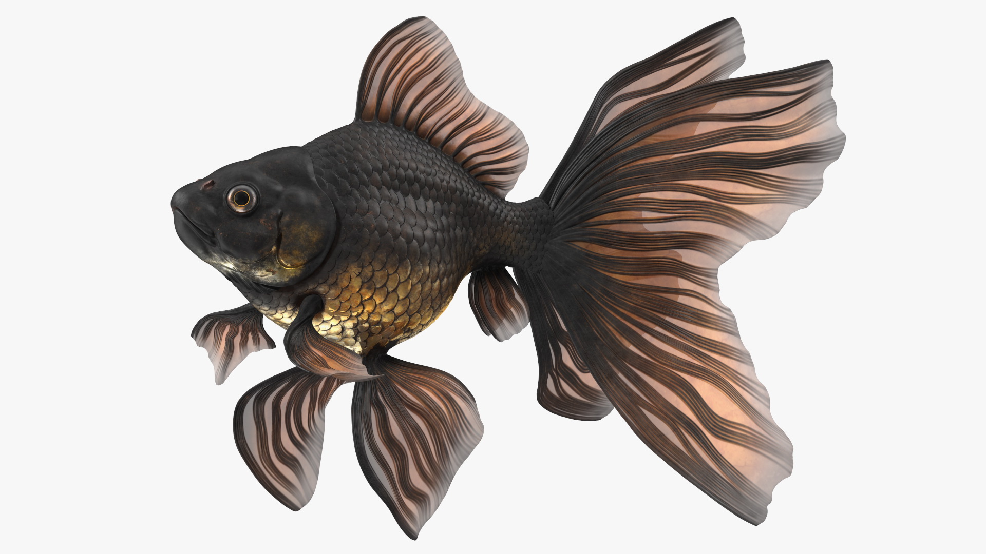 3D Black Moor Goldfish Swimming Pose model