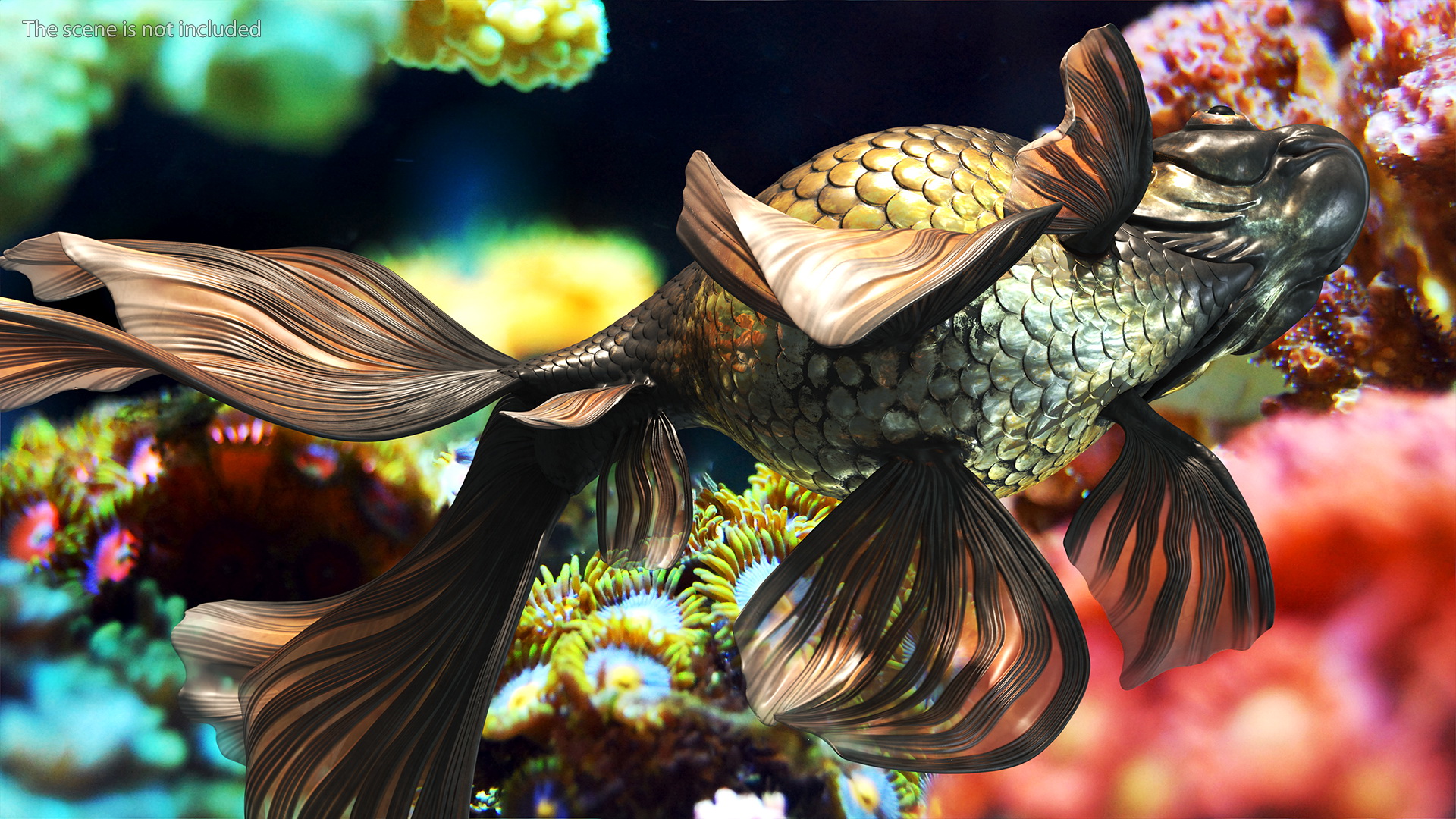 3D Black Moor Goldfish Swimming Pose model