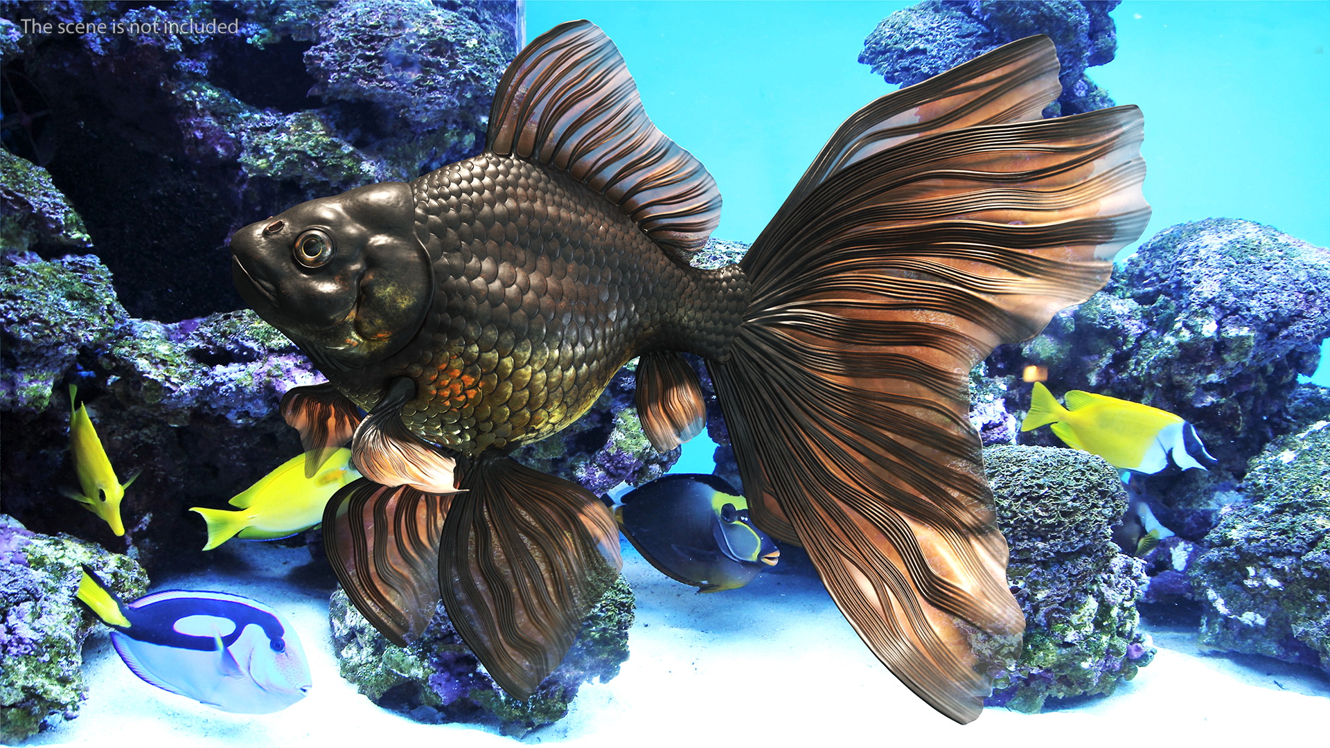 3D Black Moor Goldfish Swimming Pose model