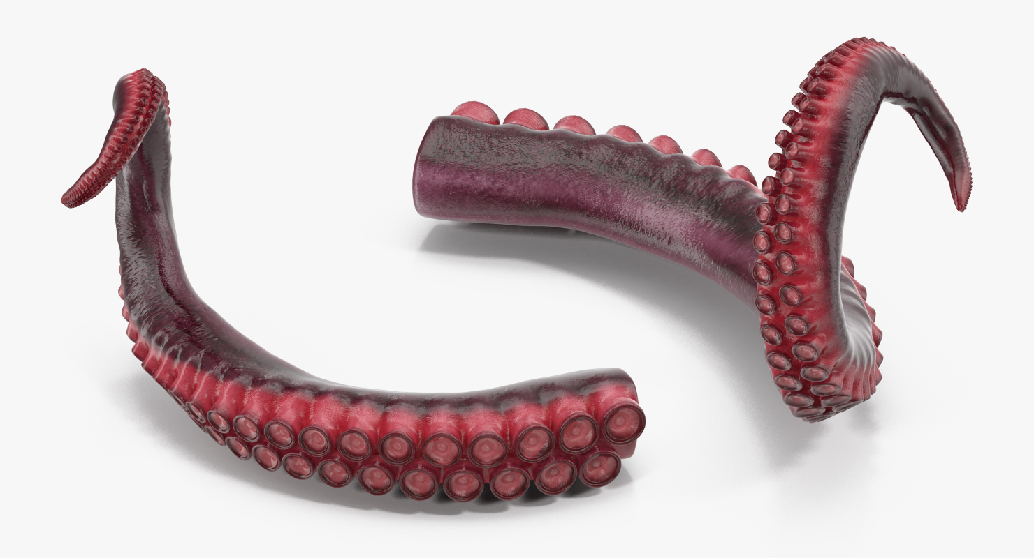 Tentacle of Octopus 3D model