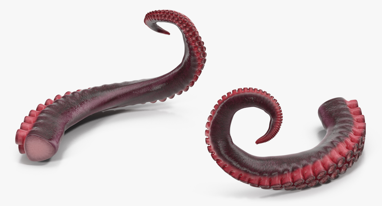 Tentacle of Octopus 3D model