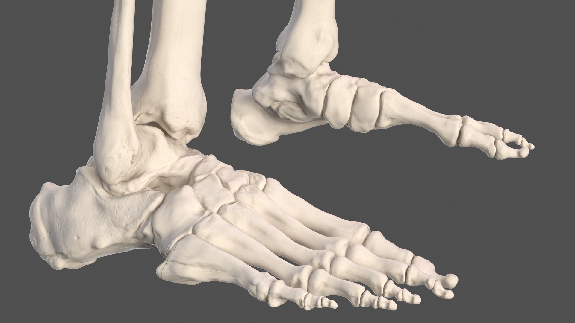 Male Skeleton and Nervous System 3D