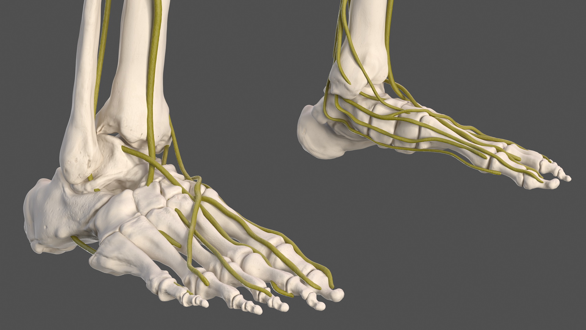 Male Skeleton and Nervous System 3D