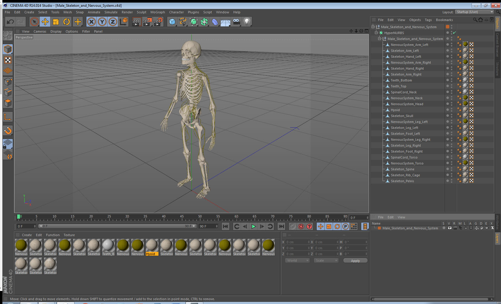 Male Skeleton and Nervous System 3D