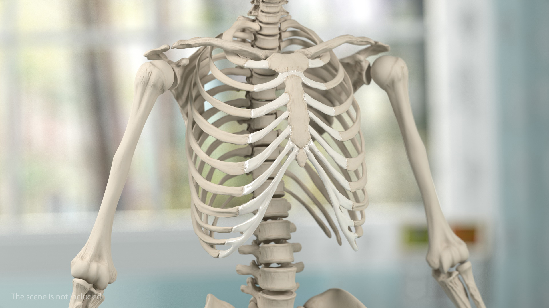 Male Skeleton and Nervous System 3D