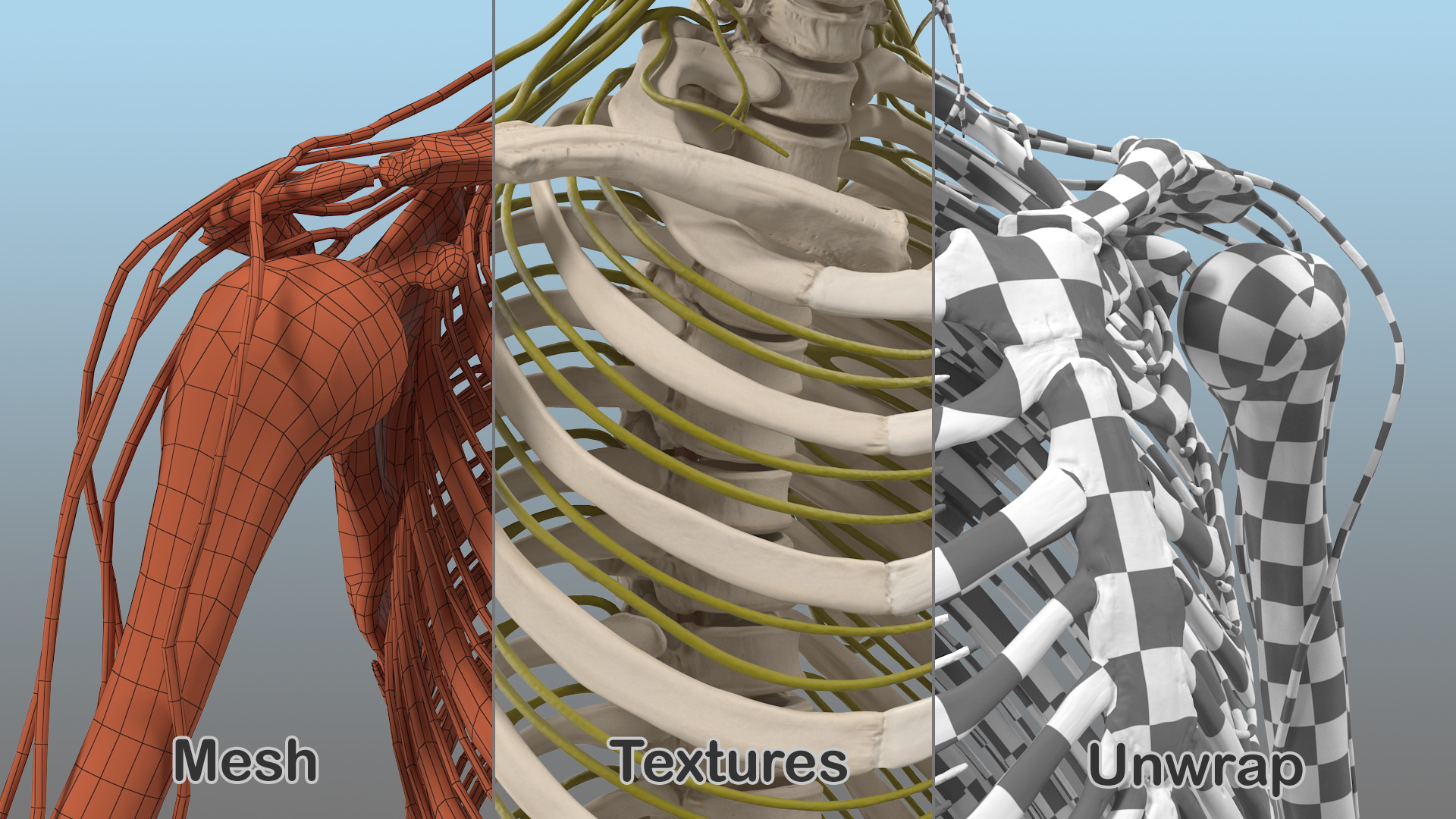 Male Skeleton and Nervous System 3D