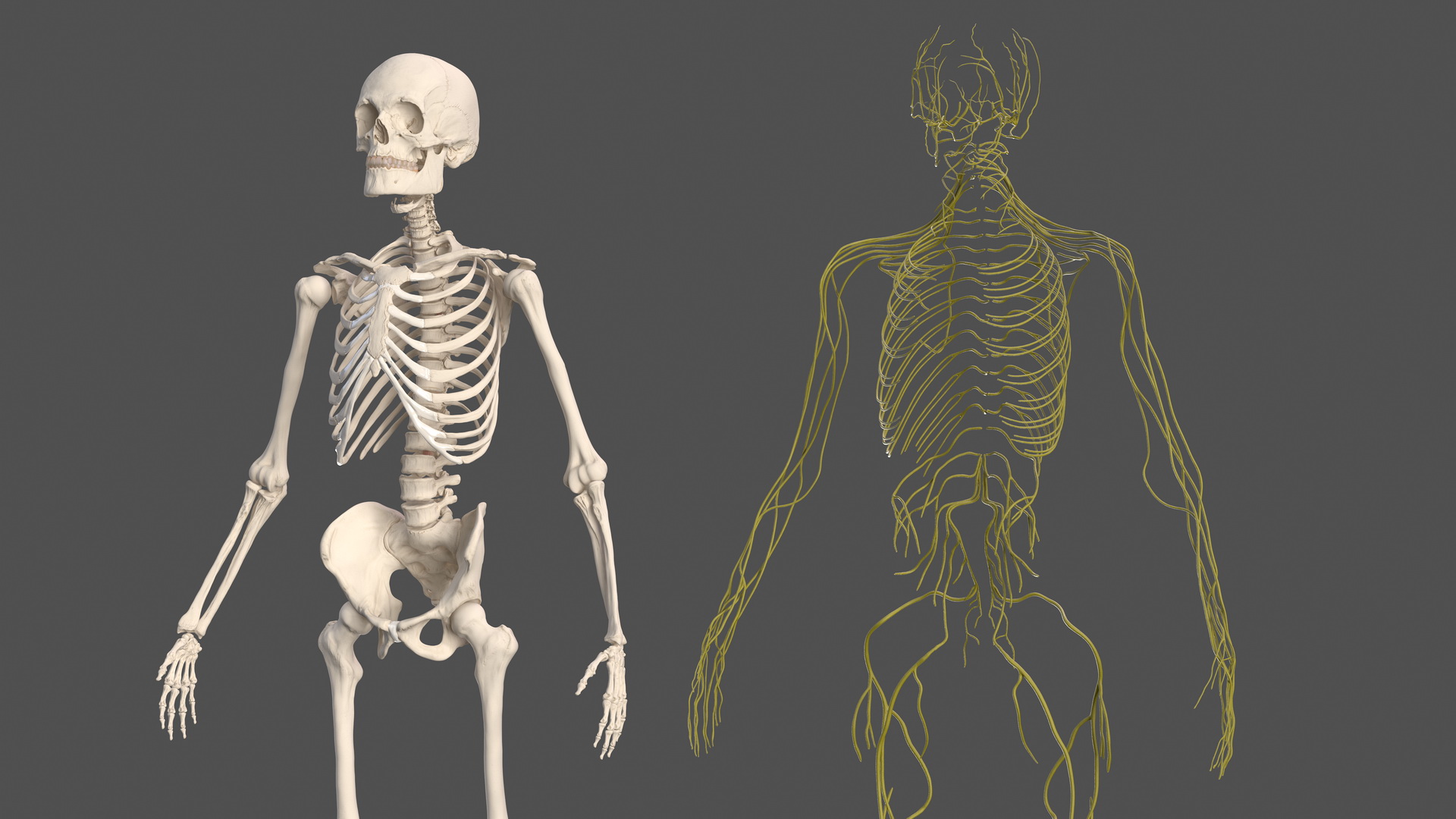 Male Skeleton and Nervous System 3D