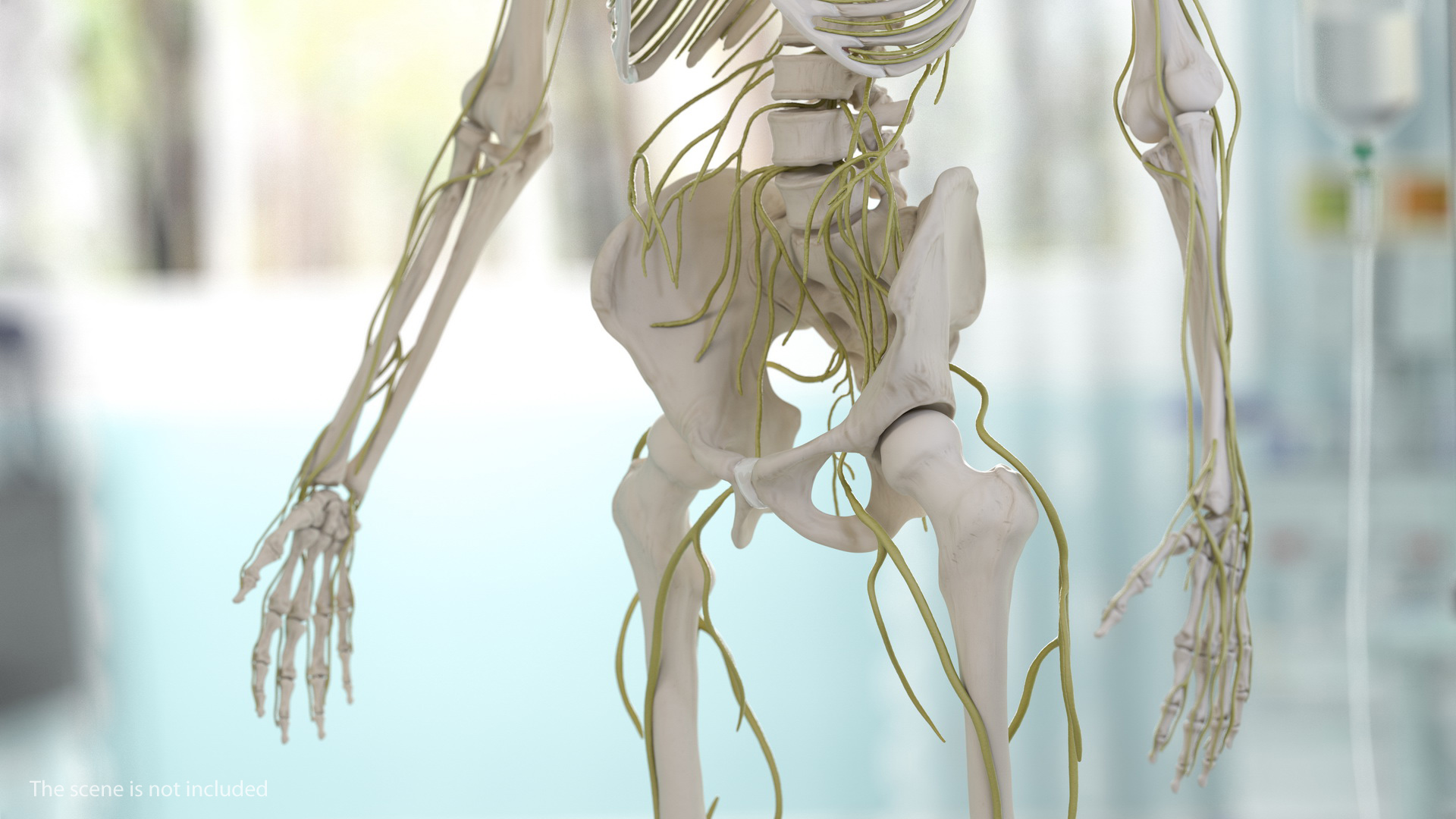 Male Skeleton and Nervous System 3D