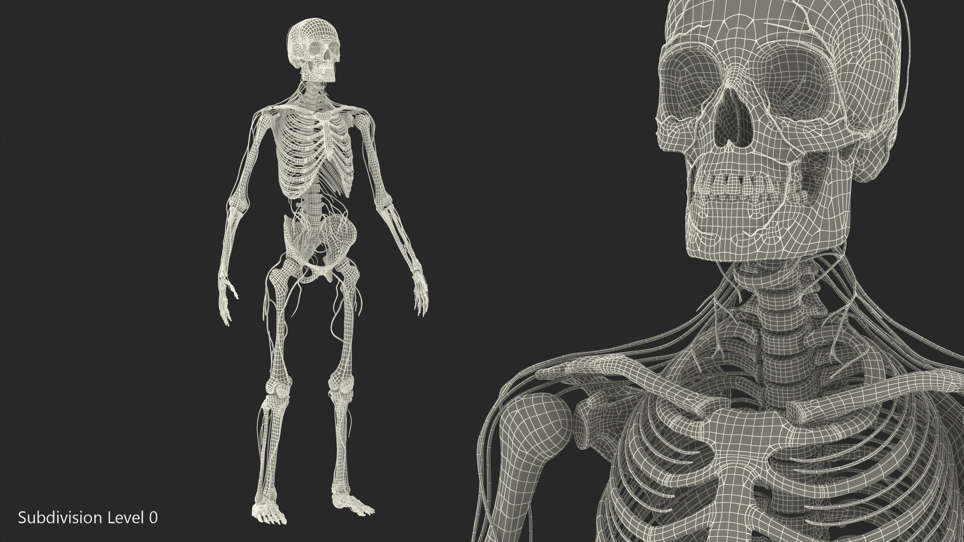 Male Skeleton and Nervous System 3D