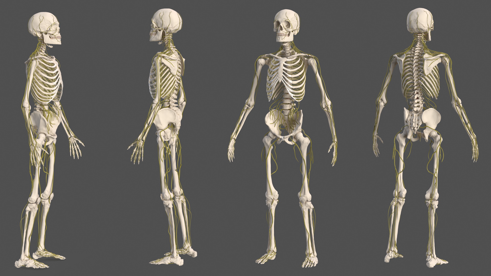 Male Skeleton and Nervous System 3D