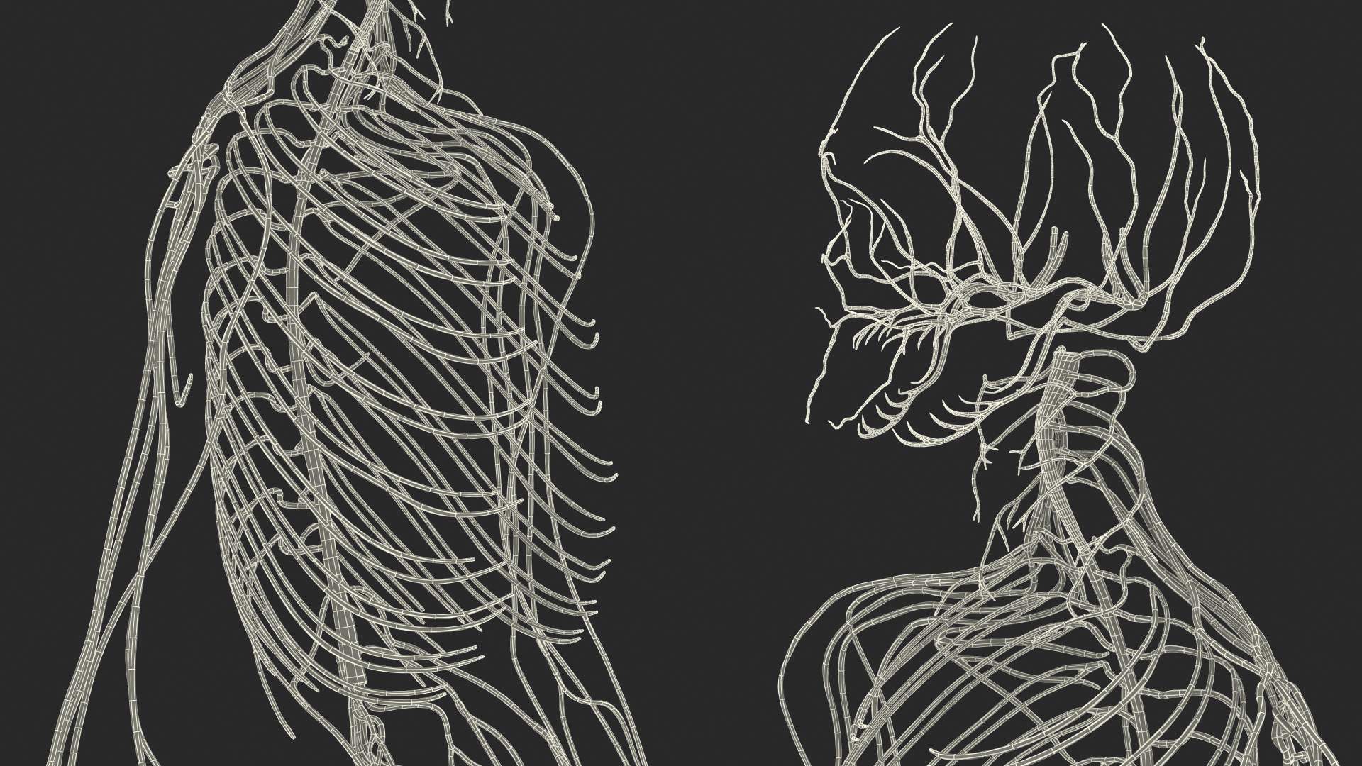 Male Skeleton and Nervous System 3D