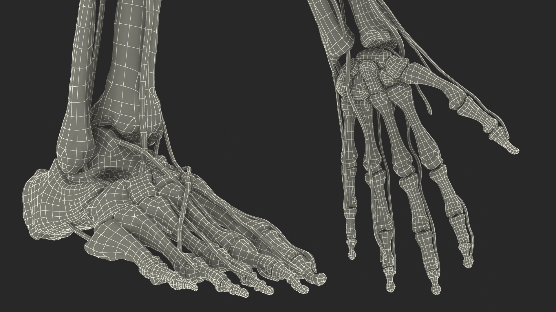 Male Skeleton and Nervous System 3D