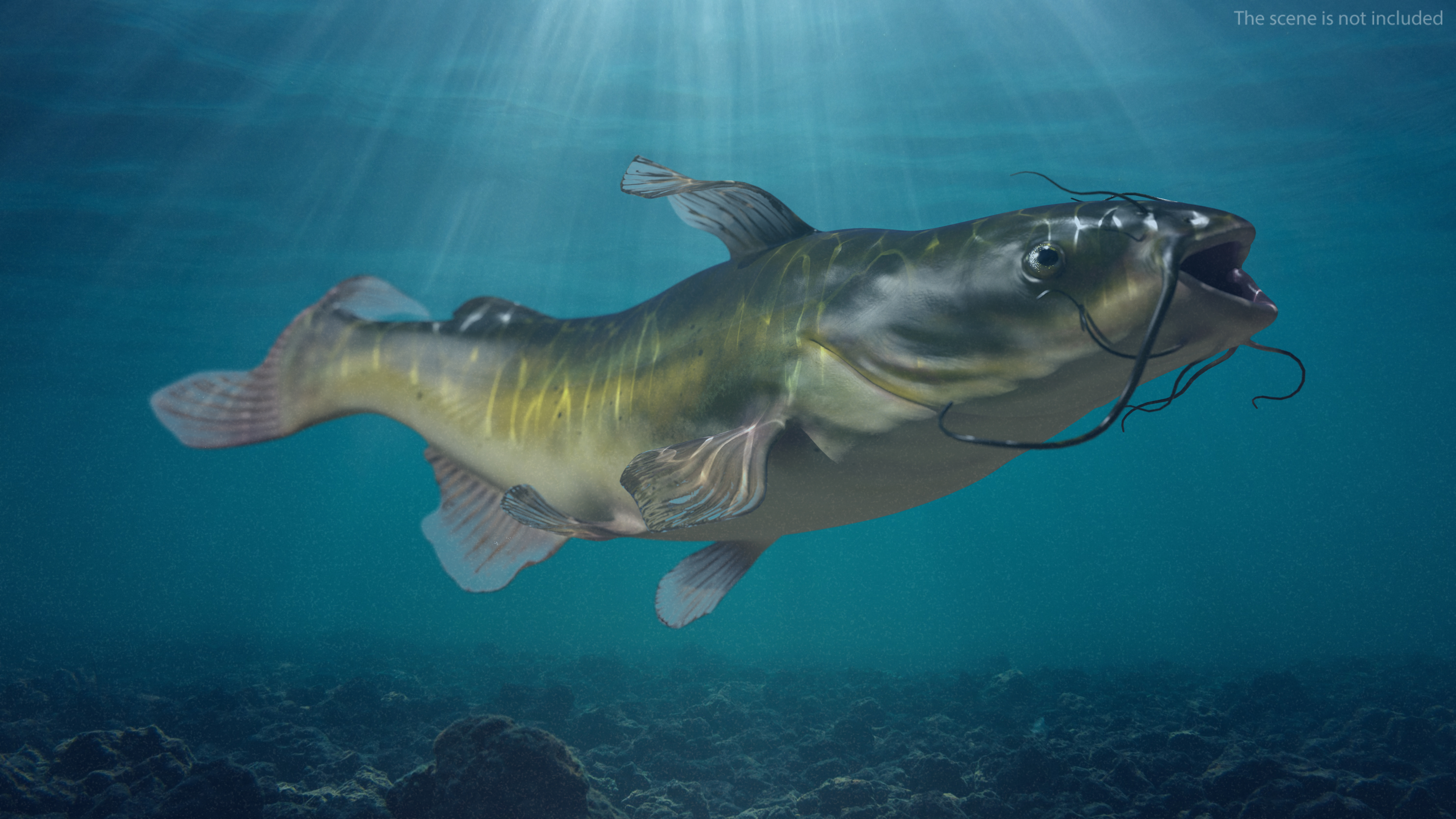 Channel Catfish Swimming Pose 3D model