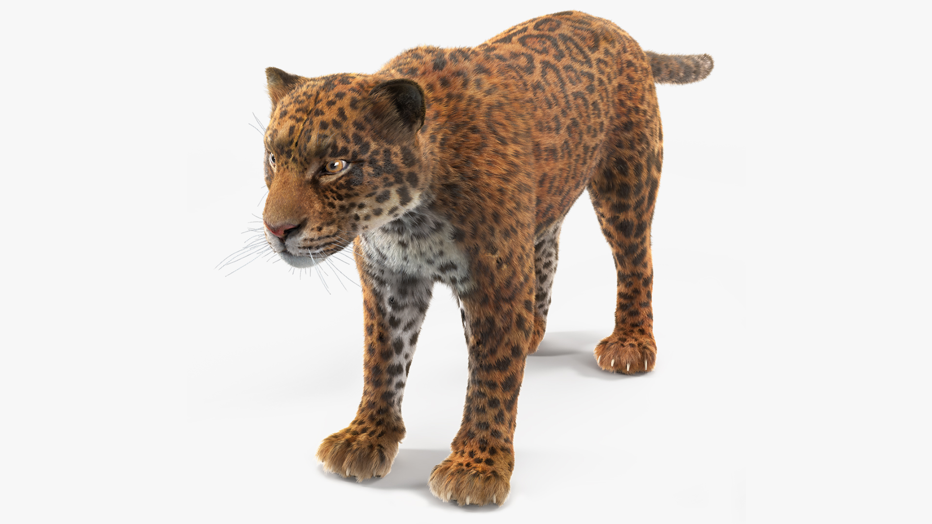 3D model Jaguar Fur