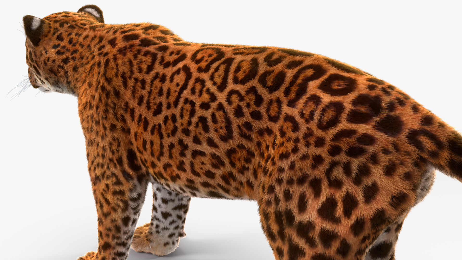 3D model Jaguar Fur