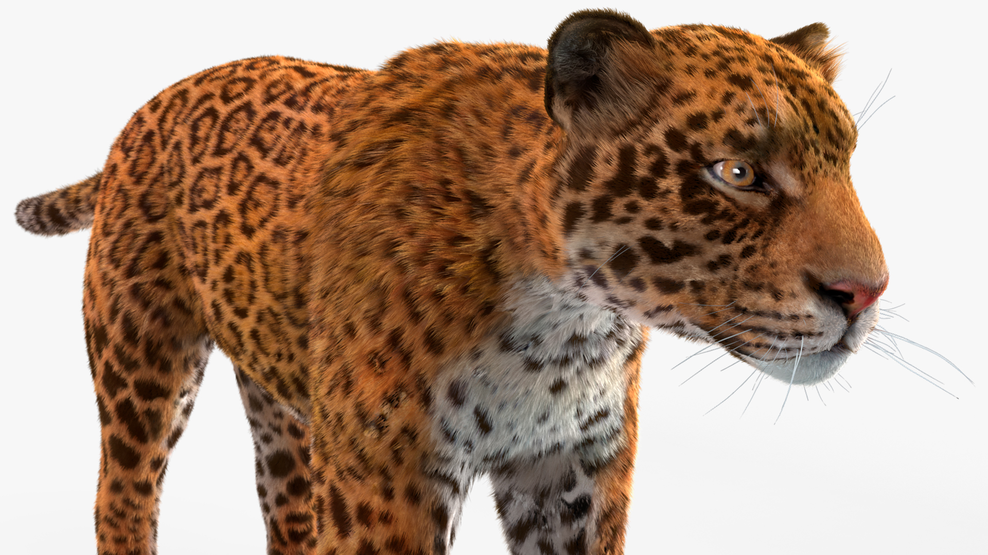 3D model Jaguar Fur