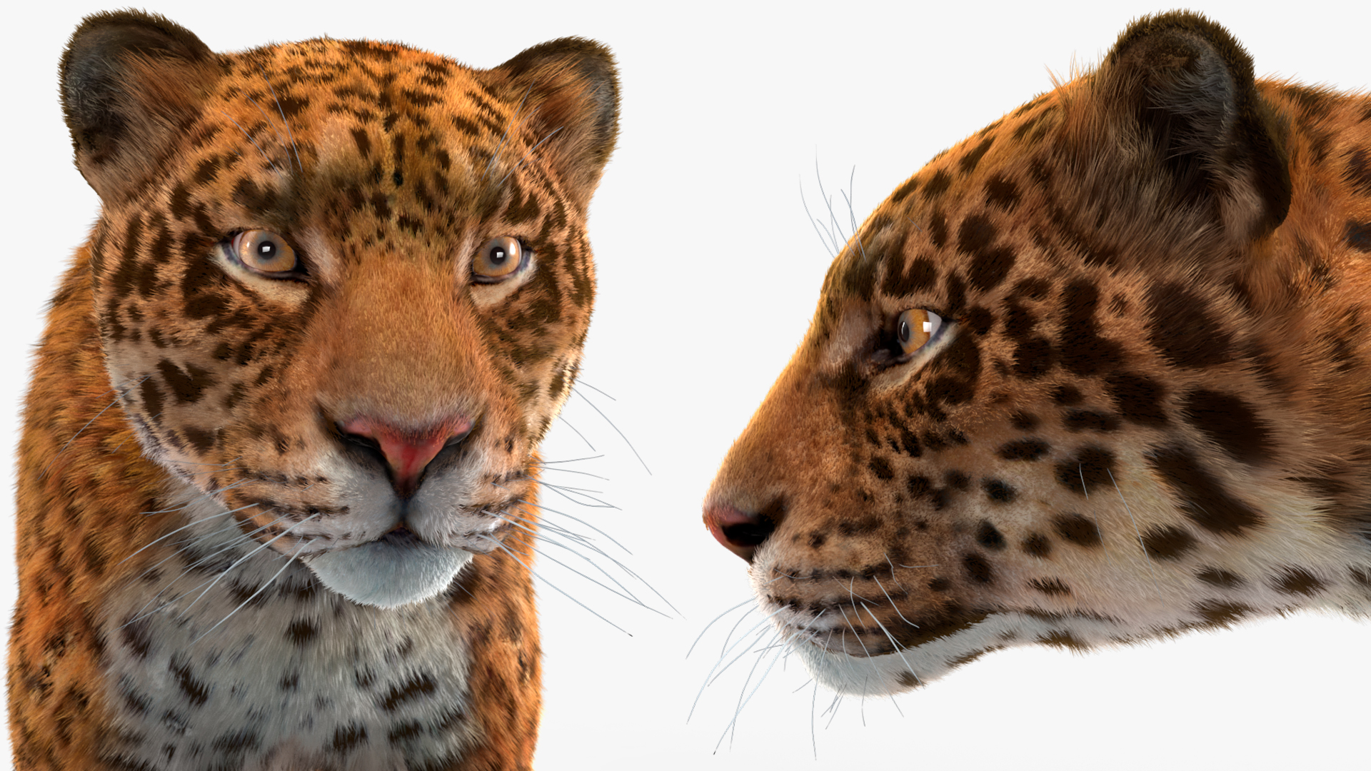 3D model Jaguar Fur