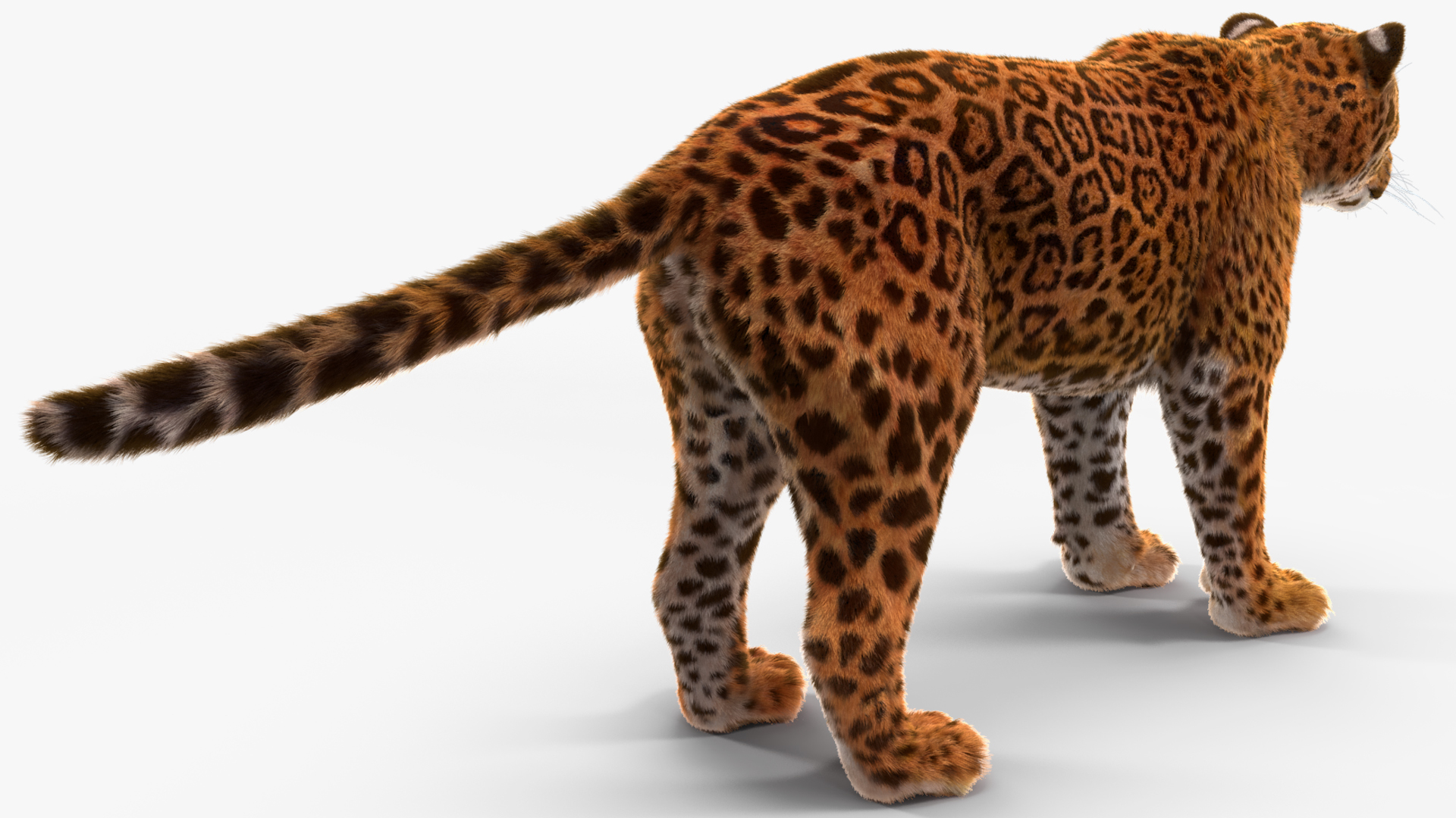 3D model Jaguar Fur