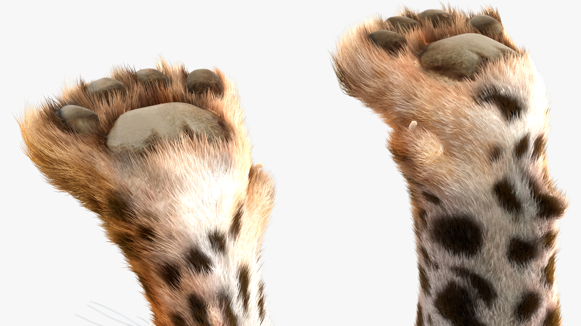 3D model Jaguar Fur