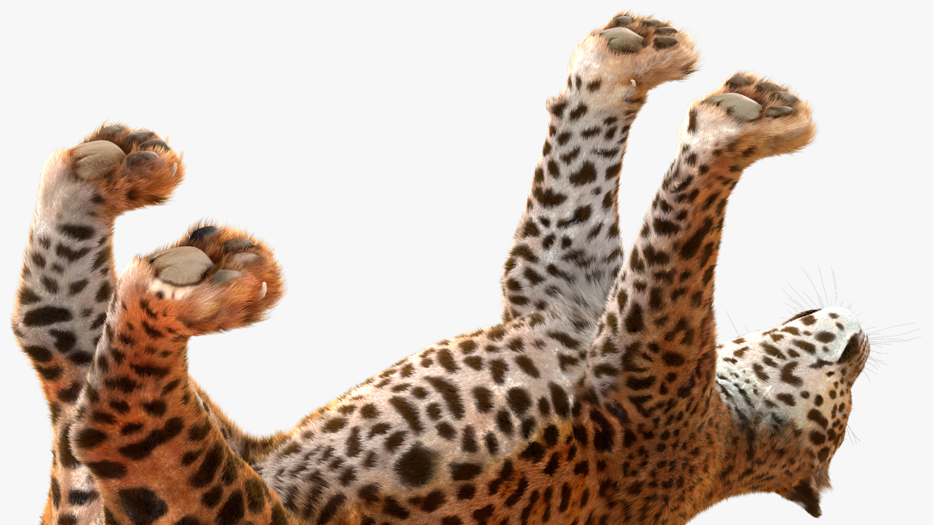 3D model Jaguar Fur