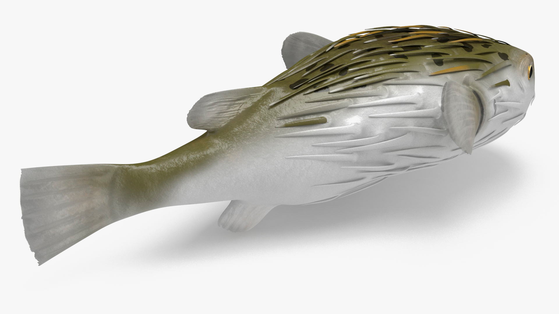 3D Puffer Fish