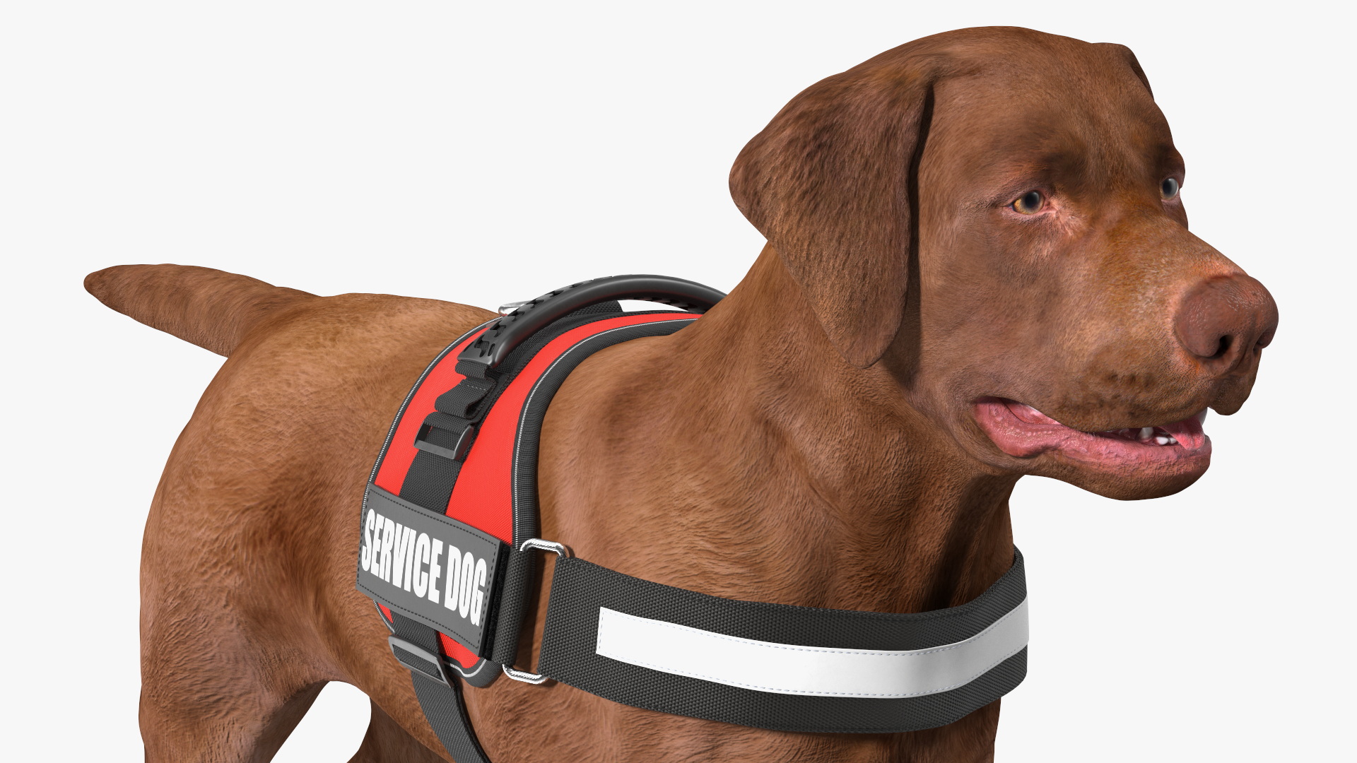 3D Service Dog with Harness Fur model