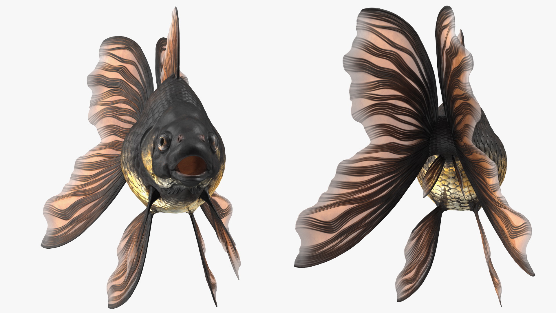 3D Black Moor Goldfish Rigged