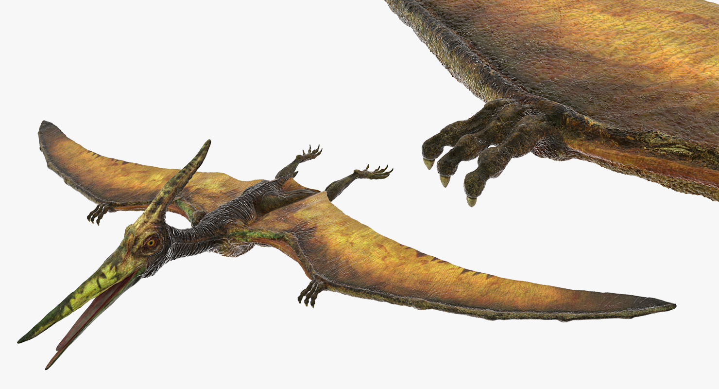 Pteranodon Flying Carnivorous Reptile 3D