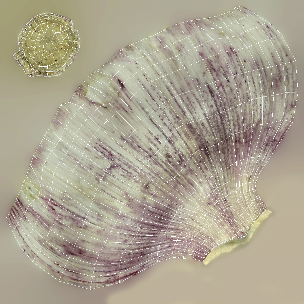 Young Garlic Bulb 3D