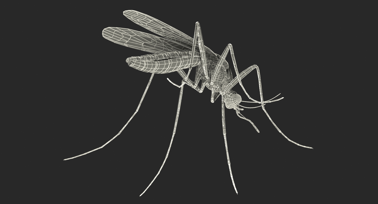 3D model Mosquito