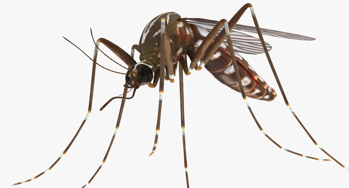 3D model Mosquito