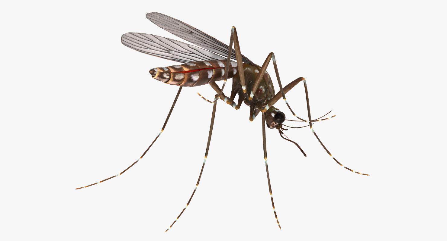 3D model Mosquito