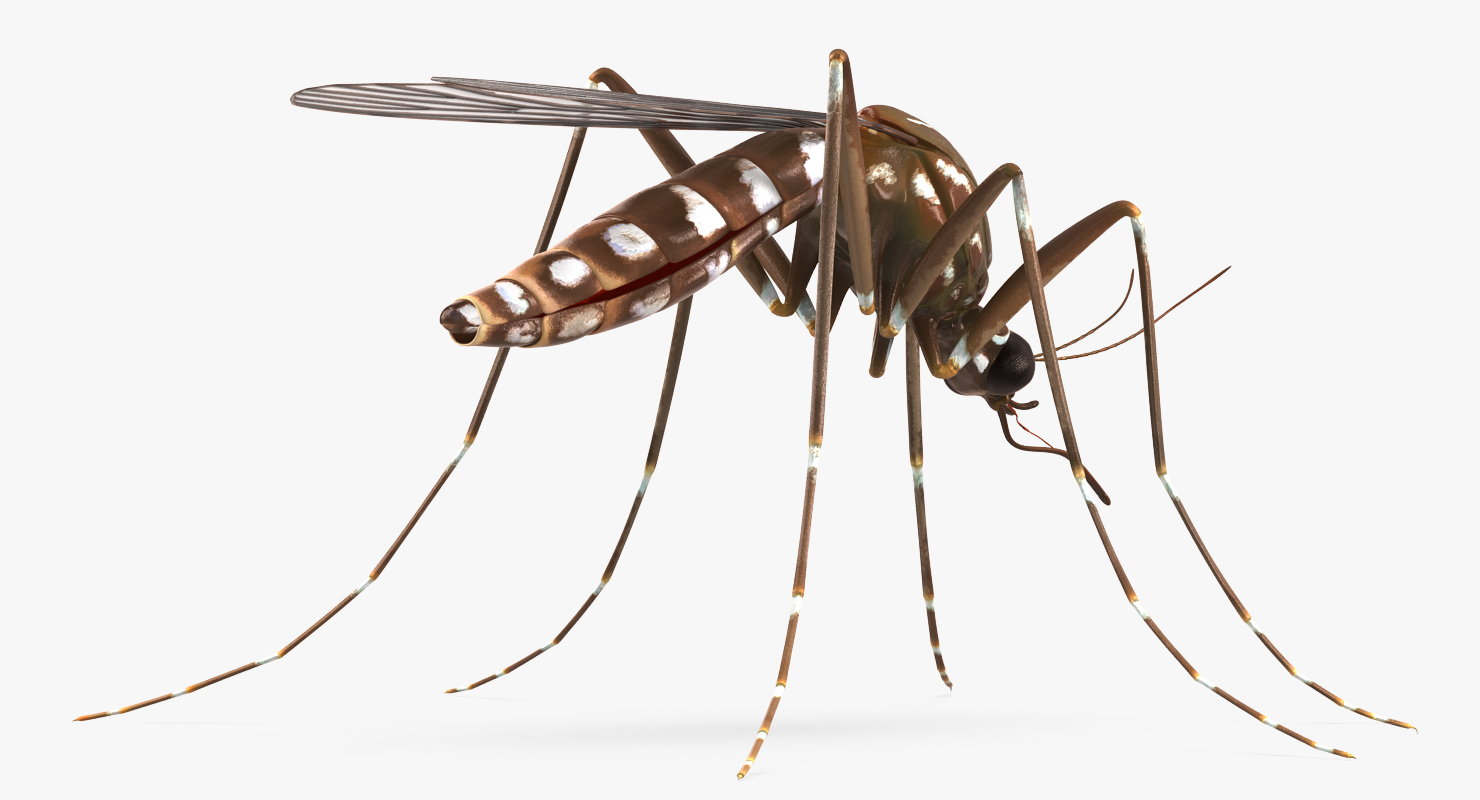 3D model Mosquito