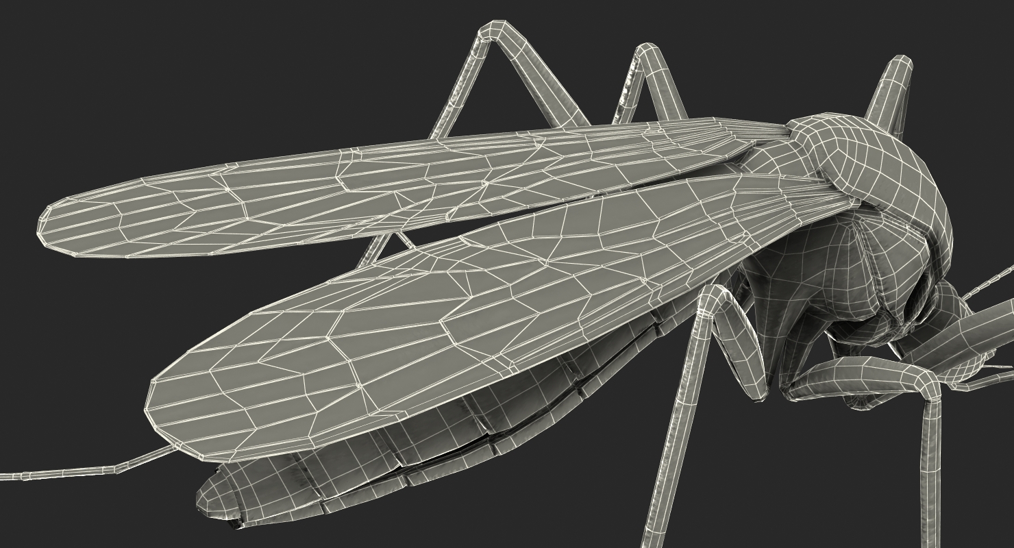 3D model Mosquito