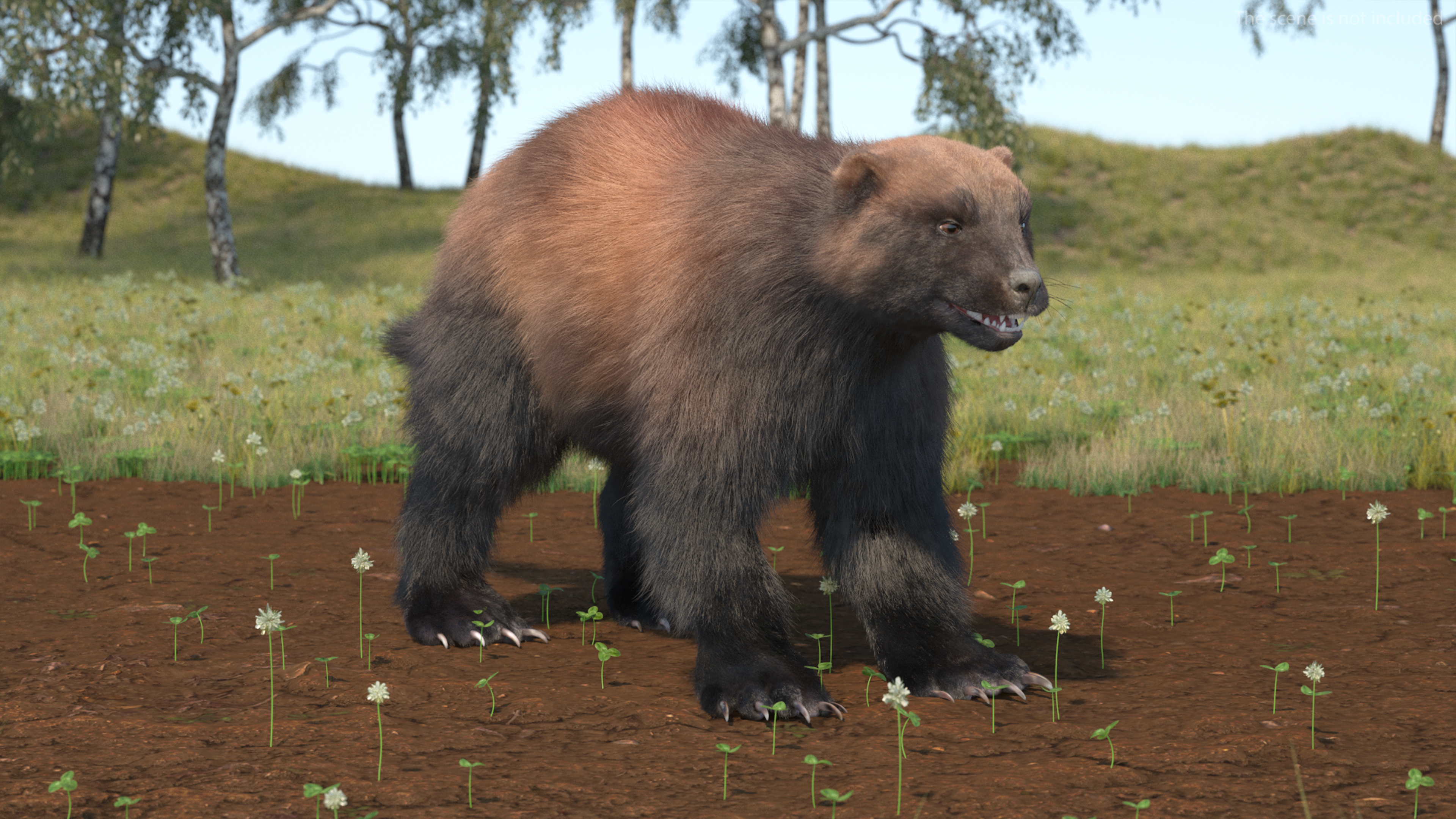 3D Wolverine Dark Color Fur Rigged