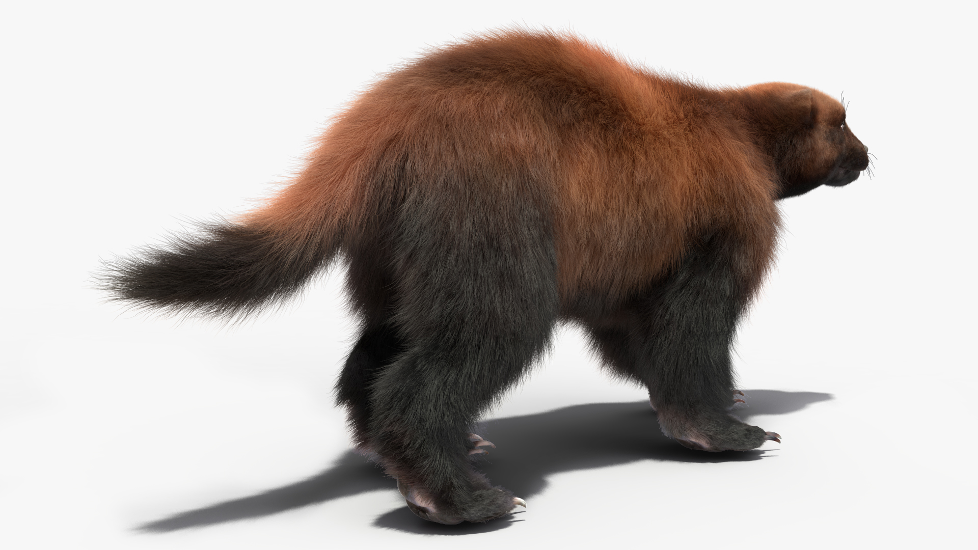 3D Wolverine Dark Color Fur Rigged