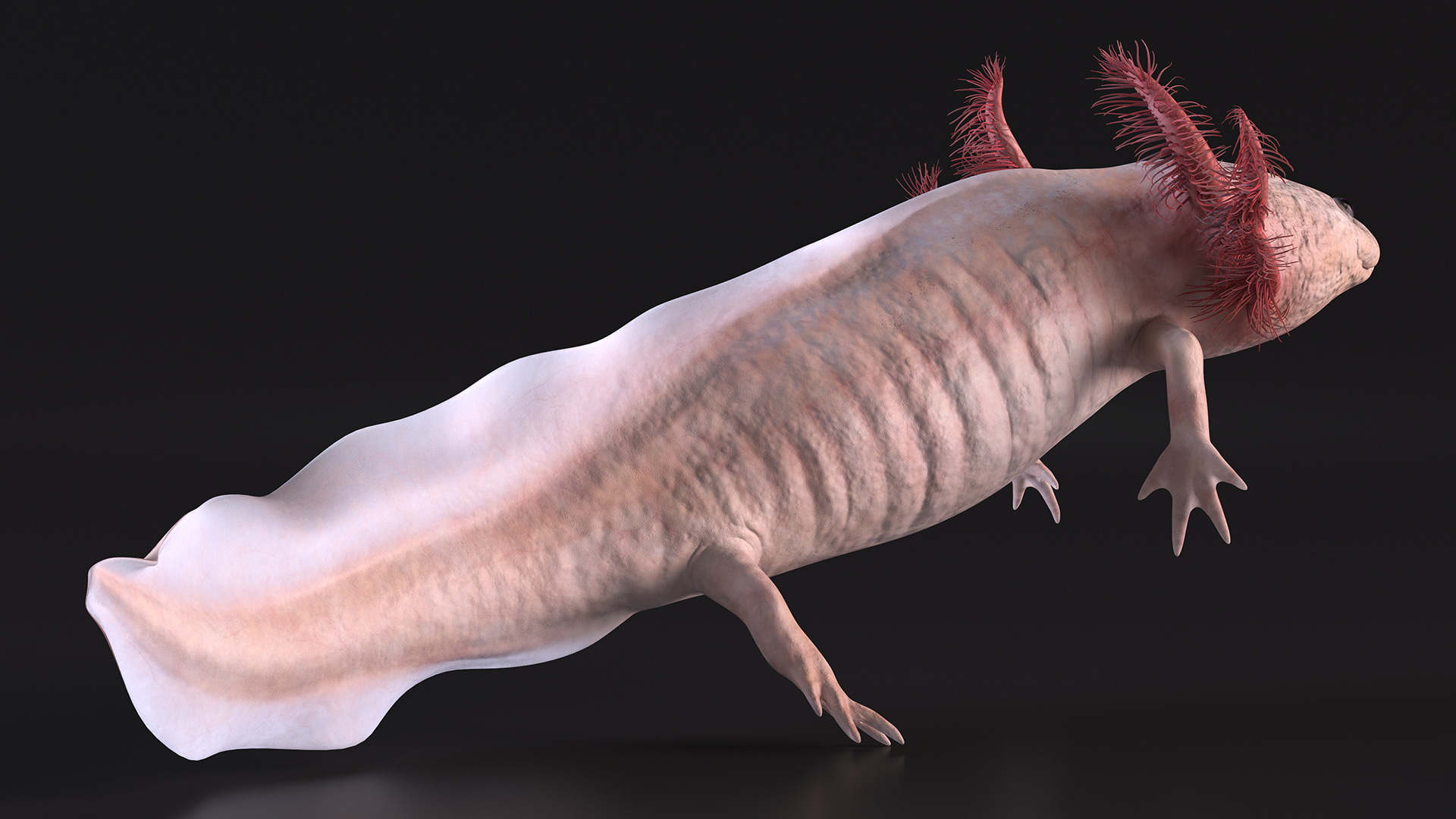 3D Pink Aquatic Salamander model