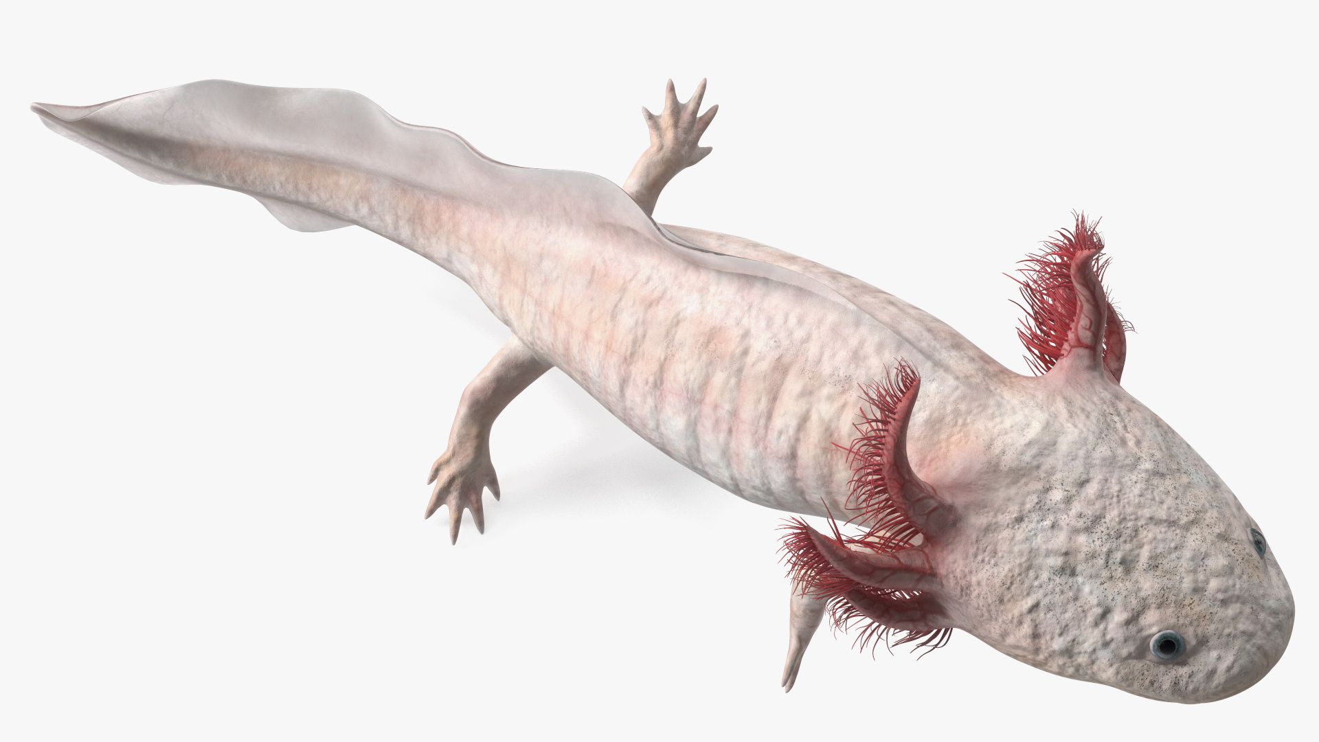 3D Pink Aquatic Salamander model