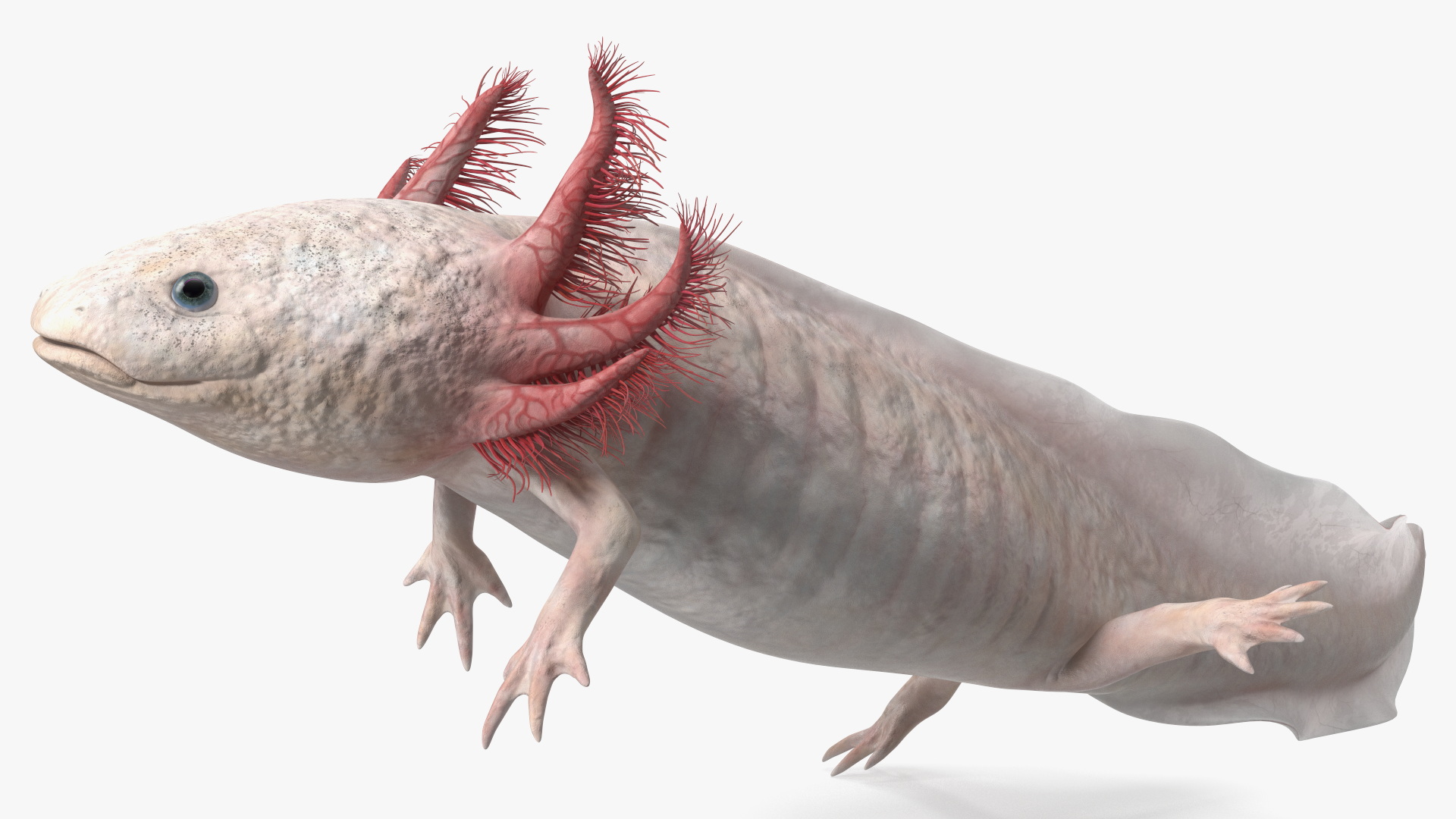 3D Pink Aquatic Salamander model