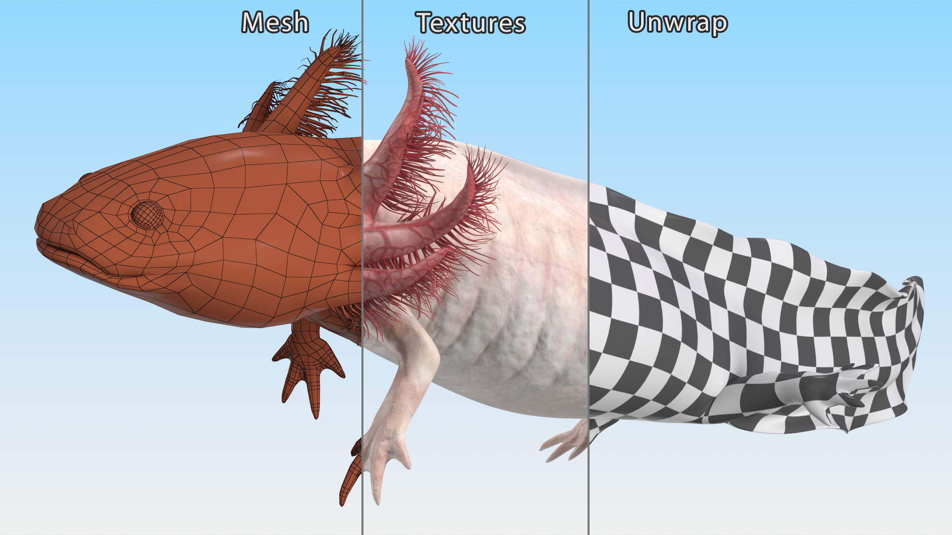 3D Pink Aquatic Salamander model